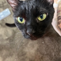 黒猫'(メス)リン　10歳