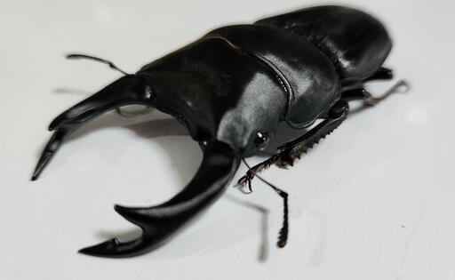 オオクワガタ 3