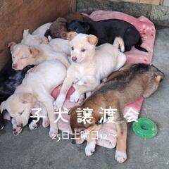 子犬譲渡会開催