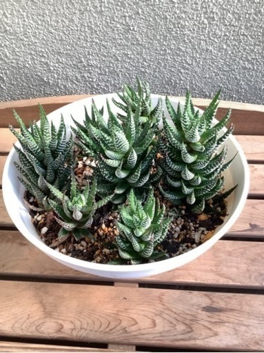 十二の爪(多肉植物)1 　お値下げしました(大〜小7本植え)