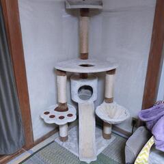 子猫用キャットタワー