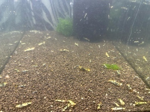 ブラックタイガーシュリンプ50匹❣①