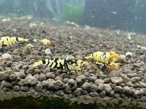 ブラックタイガー50匹 ブラックタイガーシュリンプ✨50匹✨