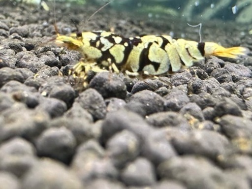 ブラックタイガーシュリンプ50匹‼️