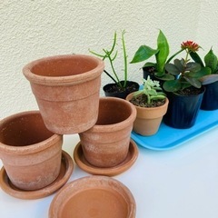 テラコッタ植木鉢 と鉢皿3セット•サンセベリア•カランコエ•おま...