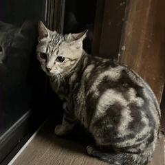 アメショ柄美猫　再募集の画像