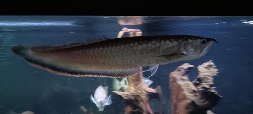 熱帯魚 ブラックA | aprendamosingles.com.py