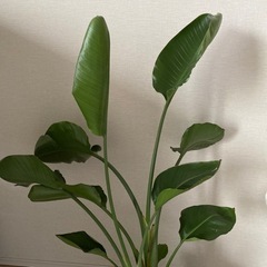 レア ストレチアオーガスタ 観葉植物