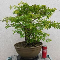 盆栽素材台湾レンギョウ