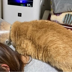 里親決定しました!♡  ちょもちゃん 11歳男の子 - 猫