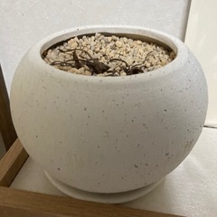 植木鉢　