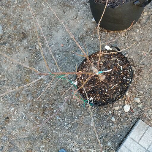 暖地桜桃　接木苗　三年生　鉢植え
