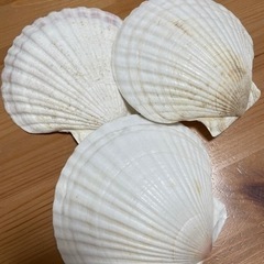 ホタテの貝殻 (飾り用)
