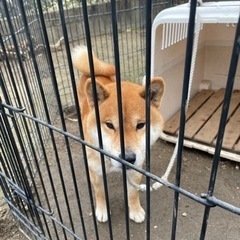 飼い主さんが交通事故により飼育できなくなった為の募集です