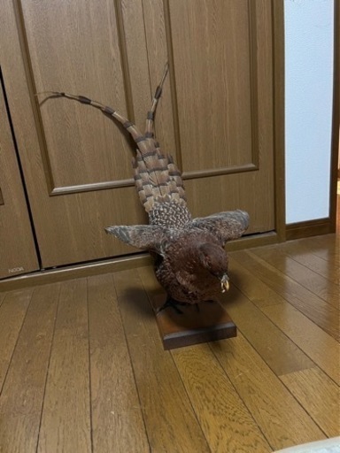 キジ？の剥製です。
