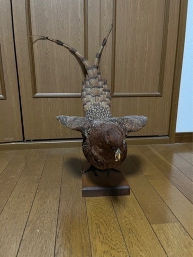 キジ １対　剥製 雉　セット キジ 1対 剥製 雉 セット キジ 1対 剥製 雉 セット