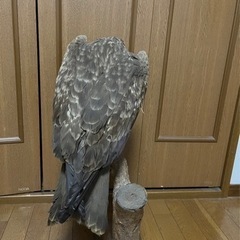 トンビ剥製です‼︎