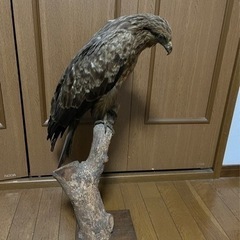 トンビ剥製です‼︎