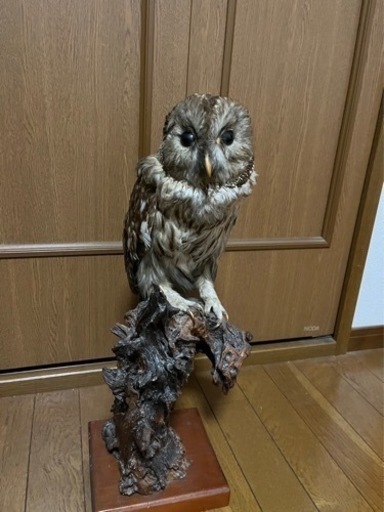 フクロウの剥製です。