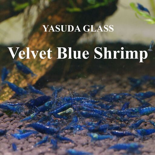 ベルベットブルーシュリンプ ダークブルー １５０匹（抱卵個体９匹含みます） 【YASUDA GLASS】