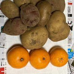 食べ比べジャガイモとはるみみかん