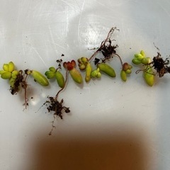 多肉植物　セダム　ルペンス　葉挿し苗　8個