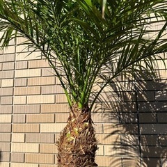 3/5まで割引 フェニックスロベレニー 2本立 2頭 ダブルヘッド 2股 ①