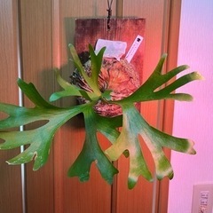 植物・コウモリラン・ビカクシダ(マウントキッチャクード)