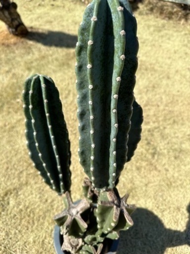 柱サボテン 鬼面角 ブランチ 95cm 柱サボテン 鬼面角 ブランチ 95cm