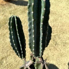 柱サボテン　 鬼面角　 ブランチ  95cm