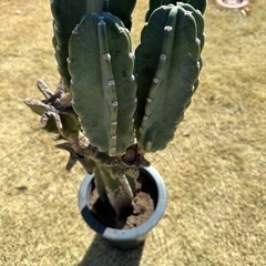 柱サボテン　 鬼面角　 ブランチ  95cm