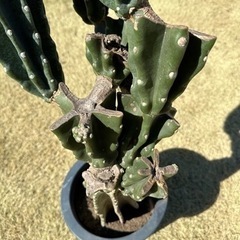 柱サボテン　 鬼面角　 ブランチ  95cm