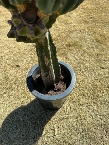 柱サボテン 鬼面角 ブランチ 95cm