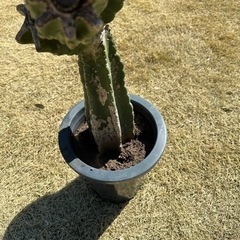 柱サボテン　 鬼面角　 ブランチ  95cm