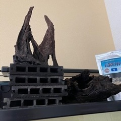 インペリアルゼブラプレコ4匹 3/15まで