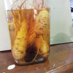 朝鮮人参酒5年物 朝鮮人参5年もの4本焼酎漬け