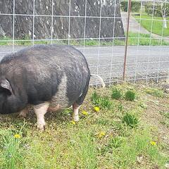 ミニ豚差し上げます