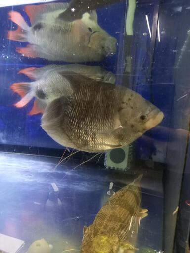 オスフロウルトラショート 30センチぐらい