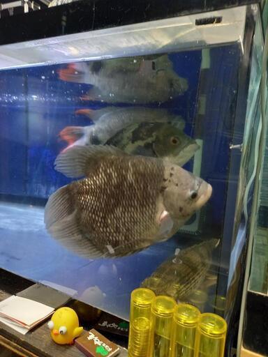 オスフロウルトラショート 30センチぐらい