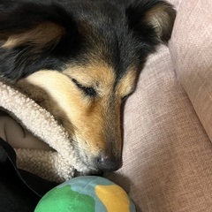 飼い主様が決まりました♡⃛ - 犬