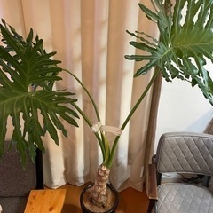 観葉植物セローム 根上がり 陶器鉢付き】