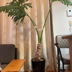 観葉植物セローム 根上がり 陶器鉢付き】