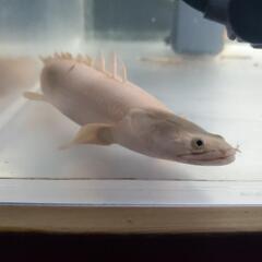 プラチナエンドリケリー　30cm