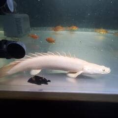 プラチナエンドリケリー　30cm