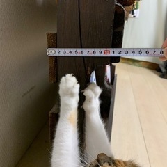 本棚 1×2パレット 木製 変な本棚