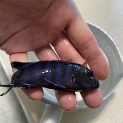 淡水魚　アフリカンシクリッド　ムブナ