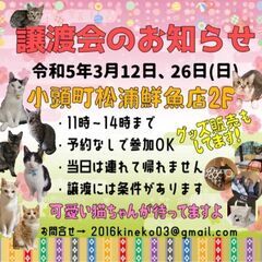 生後8ヶ月半位　遊ぶの大好き、茶トラの男の子【3/12(日曜日)　🌟久留米市小頭町🌟譲渡会🌟】 - 久留米市