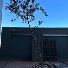 【取り引き決まりました】観葉植物 オリーブの木(ピクアル)