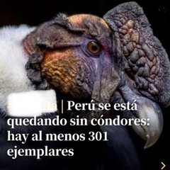 世界最大の鳥 アンデスコンドルとその保護活動