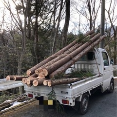 🌲《チェーンソー持参で》杉丸太／軽トラ一台分18000円